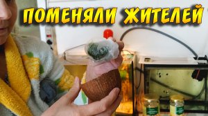 Привез новых РЫБОК, КРЕВЕТОК, РАСТЕНИЙ и забрал меченосцев!