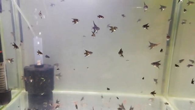 Мраморные скалярии растут смотреть онлайн