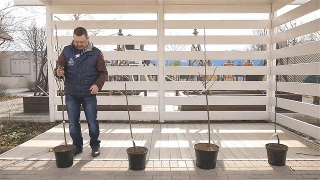 Как правильно обрезать молодые саженцы.