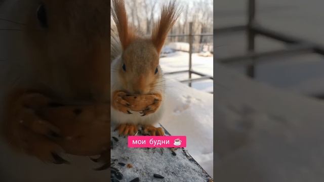 Белочка в гостях 🐿