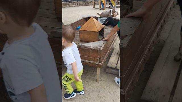 контактный зоопарк в Челябинске 😻 смотреть онлайн