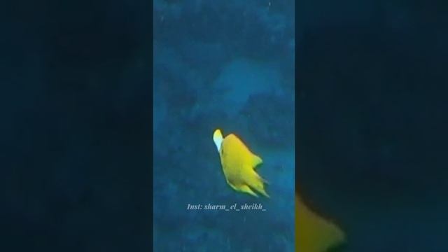 Экскурсии в Шарм Эль Шейх. Ярко-жёлтая рыбка в Красном море. Возможно это самка Большеротого губана