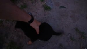 Кормим бездомных щенков. Неожиданная встреча.