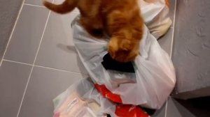 Котик разбирает покупки. Кот Симба. Рыжий кот.