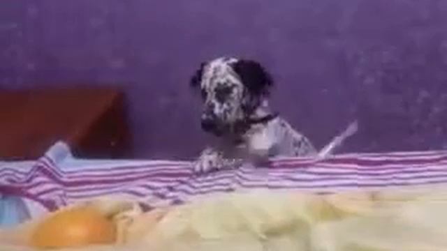 Долматинец не хочет кушать грейпфрут смотреть онлайн