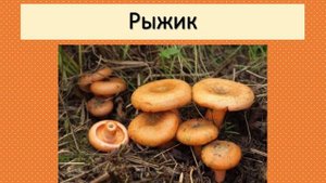 Видео-урок "Грибы: съедобные и несъедобные"