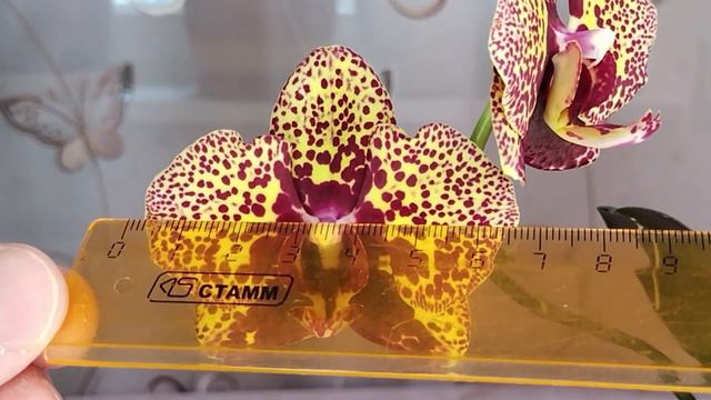 Орхидея "Желтый леопард" (Yellow Leopard). Первое цветение! смотреть онлайн