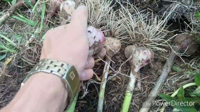 Копаю чеснок под сеном \сорт "Грибовский Юбилейный"\ 17. 07.2018