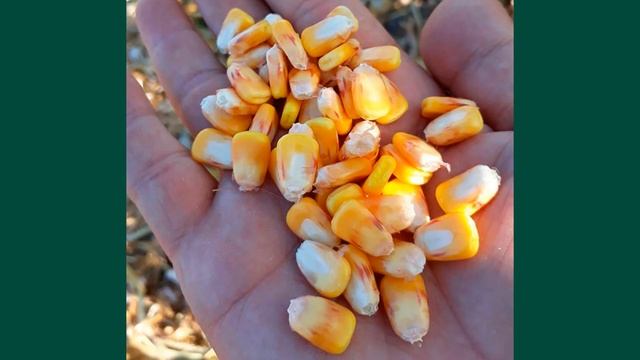 ОТЛИЧНАЯ КОРМОВАЯ КУКУРУЗА от LIMAGRAIN смотреть онлайн