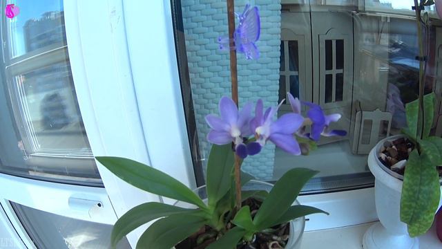 Орхидея Dtps.Purple Martin blue!