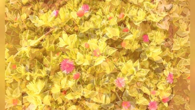 АПТЕНИЯ (APTENIA) смотреть онлайн