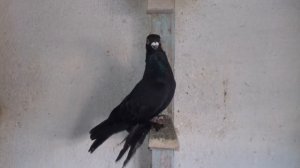 Алматинские бойные голуби. Сочи, Жуки Рябоголовые