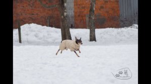 19 02 2022 г  Моя собака / Горохова Светлана и той Липа / Слалом