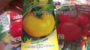 ПосевТоматов Разных Сортов на Рассаду  Пророщенными Семенами в Чашах Петри. Сроки Сева на Урале.