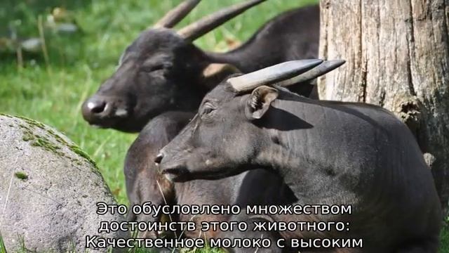 Карликовый буйвол