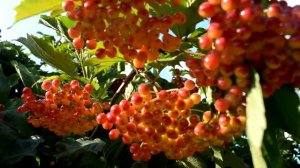 ФУТАЖ Гроздья калины