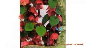Родохитон китайский Китайские фонарики ? обзор: как сажать, семена родохитона Китайские фонарики