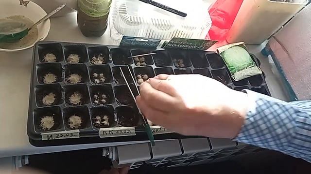 ПОЗДНЯЯ КАПУСТА, сеем семена для проращивания смотреть онлайн