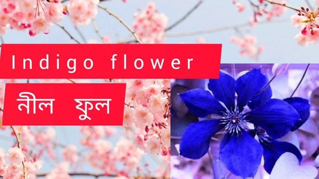 Flowers Name In English With Bengali Meaning| Flowers Names In Bangla | #learnenglish