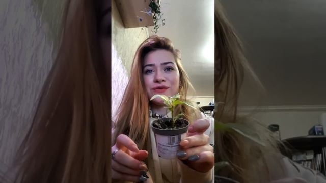 Обзор новых растений. смотреть онлайн