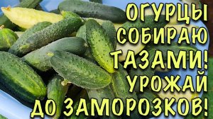 Огурцы ПЛОДОНОСЯТ ДО ЗАМОРОЗКОВ! Урожай СОБИРАЮ ТАЗАМИ! Секреты УХОДА и ХИТРОСТИ ВЫРАЩИВАНИЯ