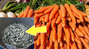 Последняя важная подкормка для моркови в августе увеличит корнеплод в 2 раза и продлит лежкость!