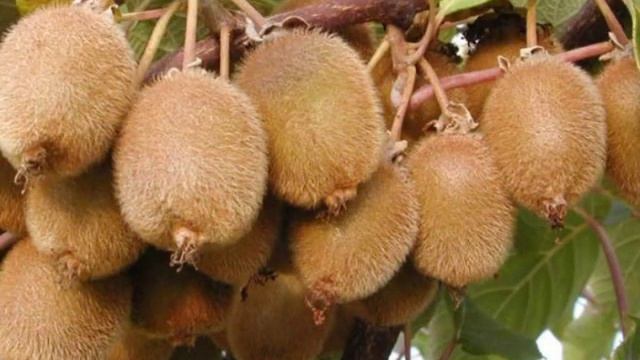 6 Соток. Актинідія смотреть онлайн