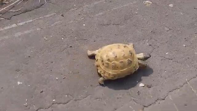 Нежелательные гости в организме сухопутных черепах. 23 июня 2019 г. смотреть онлайн