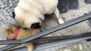 Игривый маленький мопс