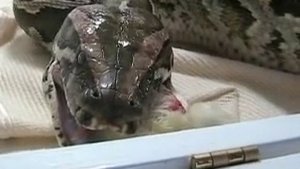Snake Eats Chick Alive #2 Part 2!
