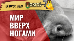 ?Кривошея у кроликов. Что с ней делать. #макрол #макляк