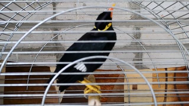 Говорящая птица майна..MOV смотреть онлайн