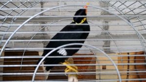 Говорящая птица майна..MOV