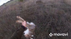 Охота на зайца в огороде, у моей бабушки Авдотьи.