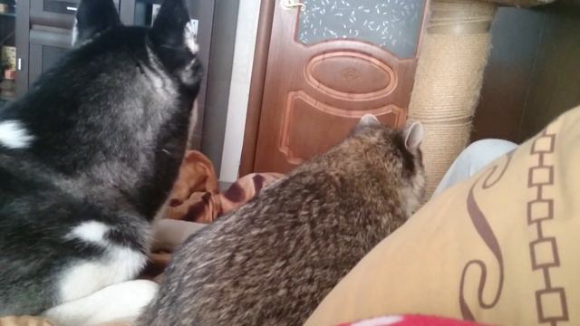 Хаски Мэнсон и Енотка Веня смотреть онлайн