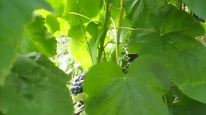 Виноград Венус сидлис