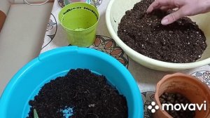 Комнатные цветы/растения. Алоэ Вера. Уход в домашних условиях. Как пересадить алоэ.