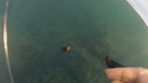ловля рыбы в Черном море с сапа