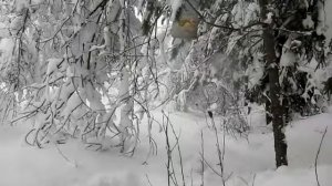 #090 (2018-02-08) птица хохолок