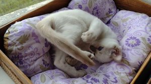 Котёнок Цхали играет со своим хвостом