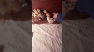 Цыплята от Ломан Браун и петух Брама