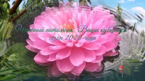 Ваши кувшинки 2020 год   кувшинка, нимфея, водные растения, waterlily, пруд