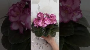 Фиалка Okie easter bunny