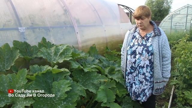 КАБАЧКИ СОБИРАЮ ТАЧКАМИ, А ВСЕ ДЕЛО В...