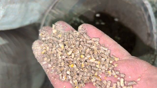 Видео 1 Гранулятор Комбикорма Из МясоРубки 220 в Мощность 1,6 кВт Производительность 30 кг в час смотреть онлайн