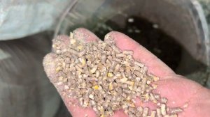 Видео 1 Гранулятор Комбикорма Из МясоРубки 220 в Мощность 1,6 кВт Производительность 30 кг в час