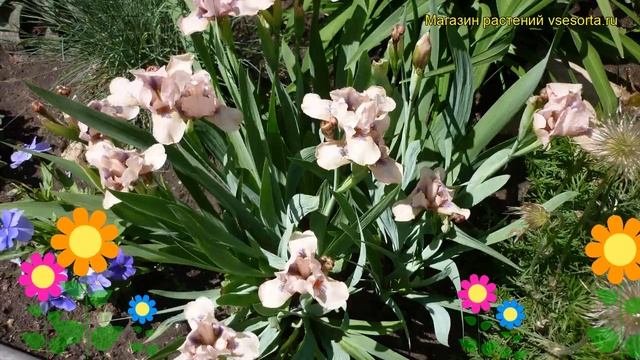 Ирис карликовый Пинк. Краткий обзор, описание характеристик, где купить саженцы iris pumila Pink смотреть онлайн