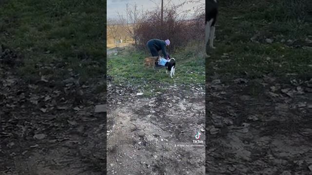 Спасение и помощь бездомным животным. Для помощи 4441114456929783