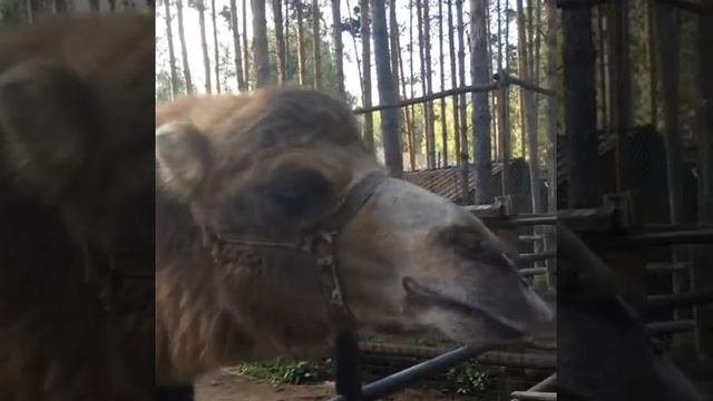 Плюющий верблюд.