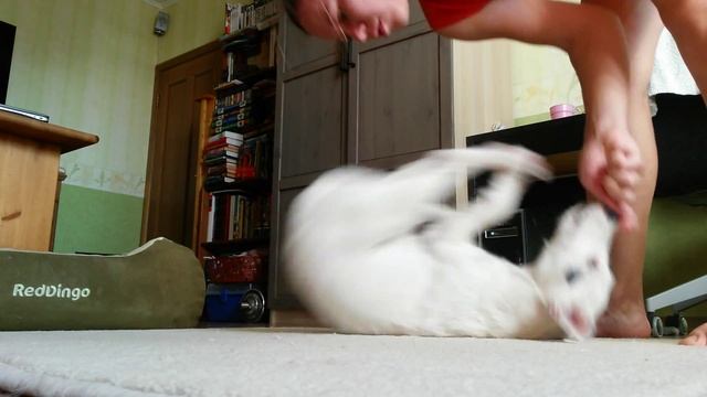 Астра (учим кувырок через голову) смотреть онлайн